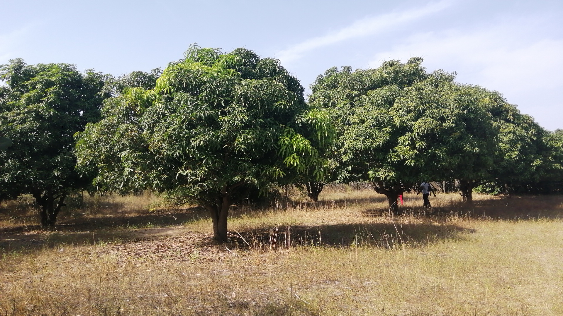 Terrain agricole de 1 hectare et demie à Mbourokh Cissé