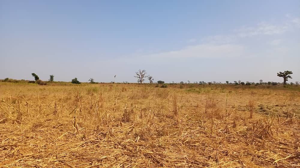Terrain agricole de 2 hectares à Téne Toubab