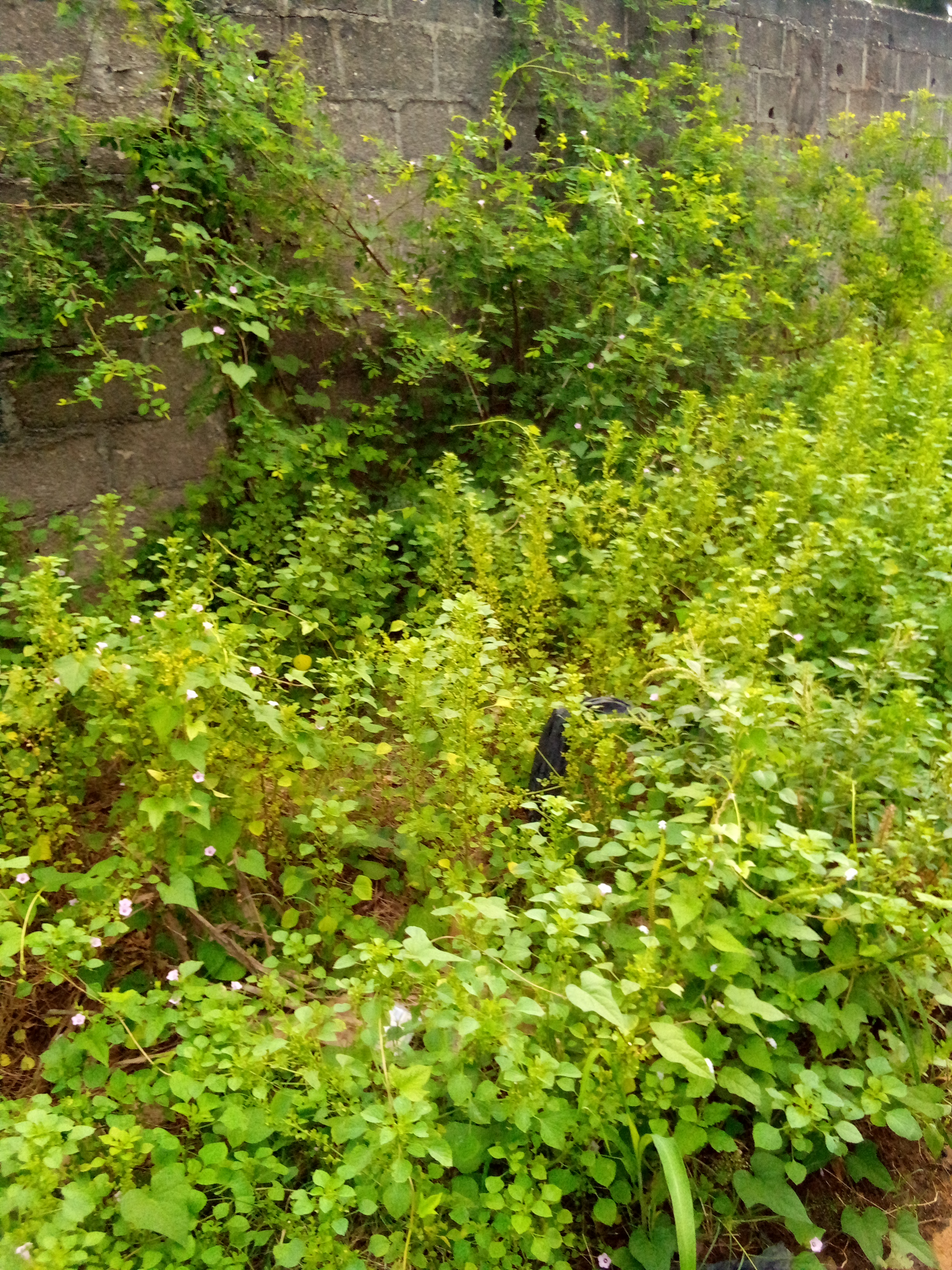 Vente terrain 400m2 approuvé Bingerville