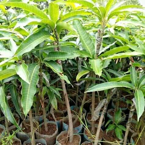 vente de toutes les plantes fruitières, non fruitières ainsi que leur semences vente de toutes les plantes fruitières, non fruitières ainsi que leur semences