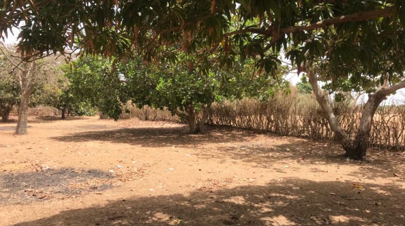 verger fruitier 3247m²