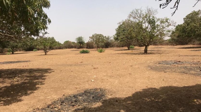 verger fruitier 3247m² verger fruitier 3247m²