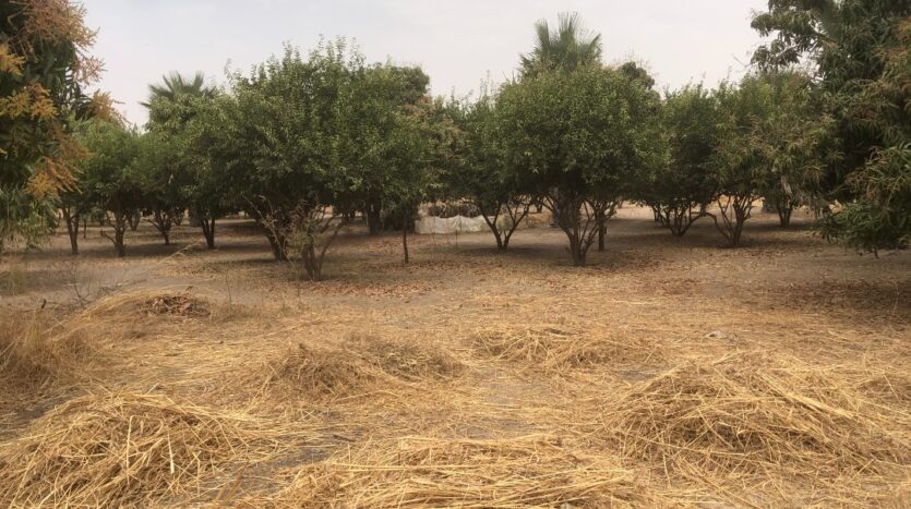 VERGER FRUITIER VERGER FRUITIER