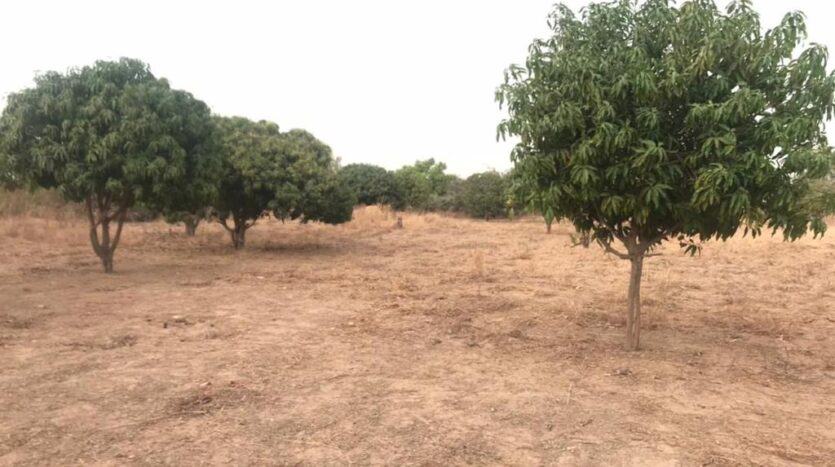 Terrain Agricole de 30 hectares en BAIL vers Ndiar prix par m²