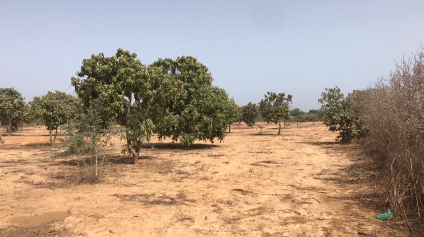 Terrain Agricole de 30 hectares en BAIL vers Ndiar prix par m² Terrain Agricole de 30 hectares en BAIL vers Ndiar prix par m²