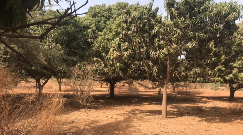 verger agricole a vendre