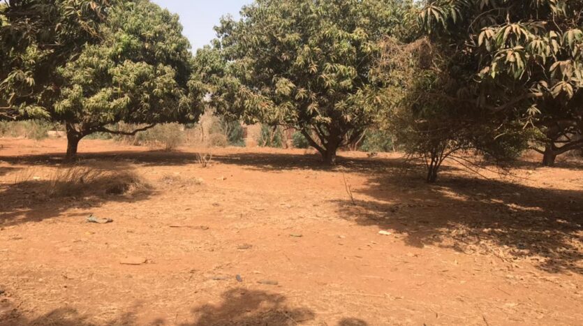 verger agricole a vendre