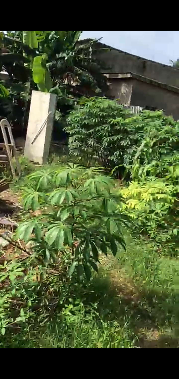 Terrain commercial en vente à yopougon