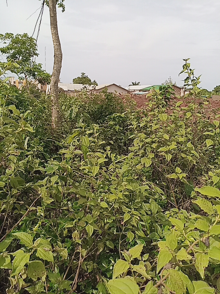 Parcelle à vendre à Allada au bord de la voie inter état.