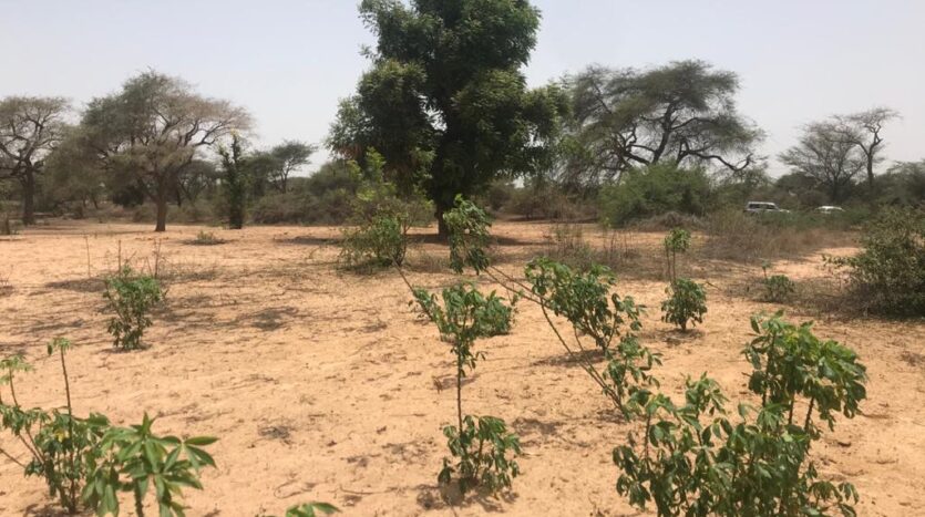 VERGER AGRICOLE DE 1.2HA A DIAMA-PIRE