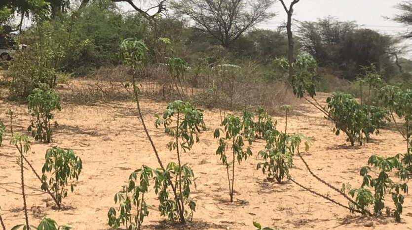 VERGER AGRICOLE DE 1.2HA A DIAMA-PIRE