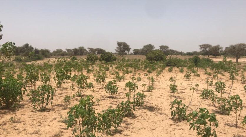 VERGER AGRICOLE DE 1.2HA A DIAMA-PIRE VERGER AGRICOLE DE 1.2HA A DIAMA-PIRE