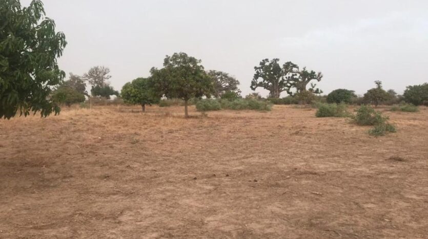 VERGER FRUITIER A VENDRE