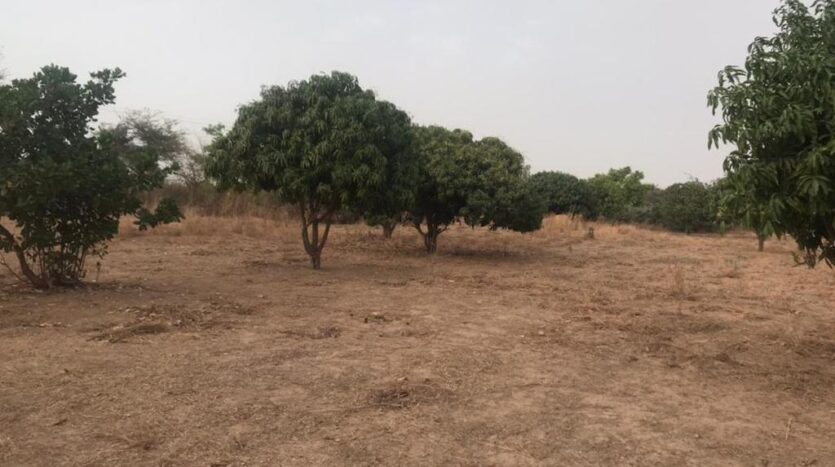 VERGER FRUITIER A VENDRE