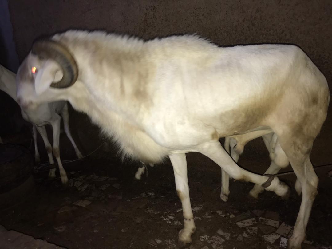 mouton ladoum à vendre