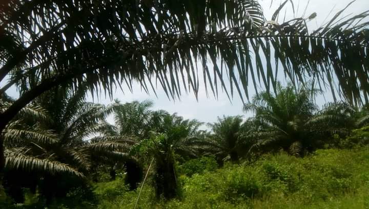 vente hectares domaine à Allada, TOFFO, tori, Ouidah, zinvié, Sékou etc...