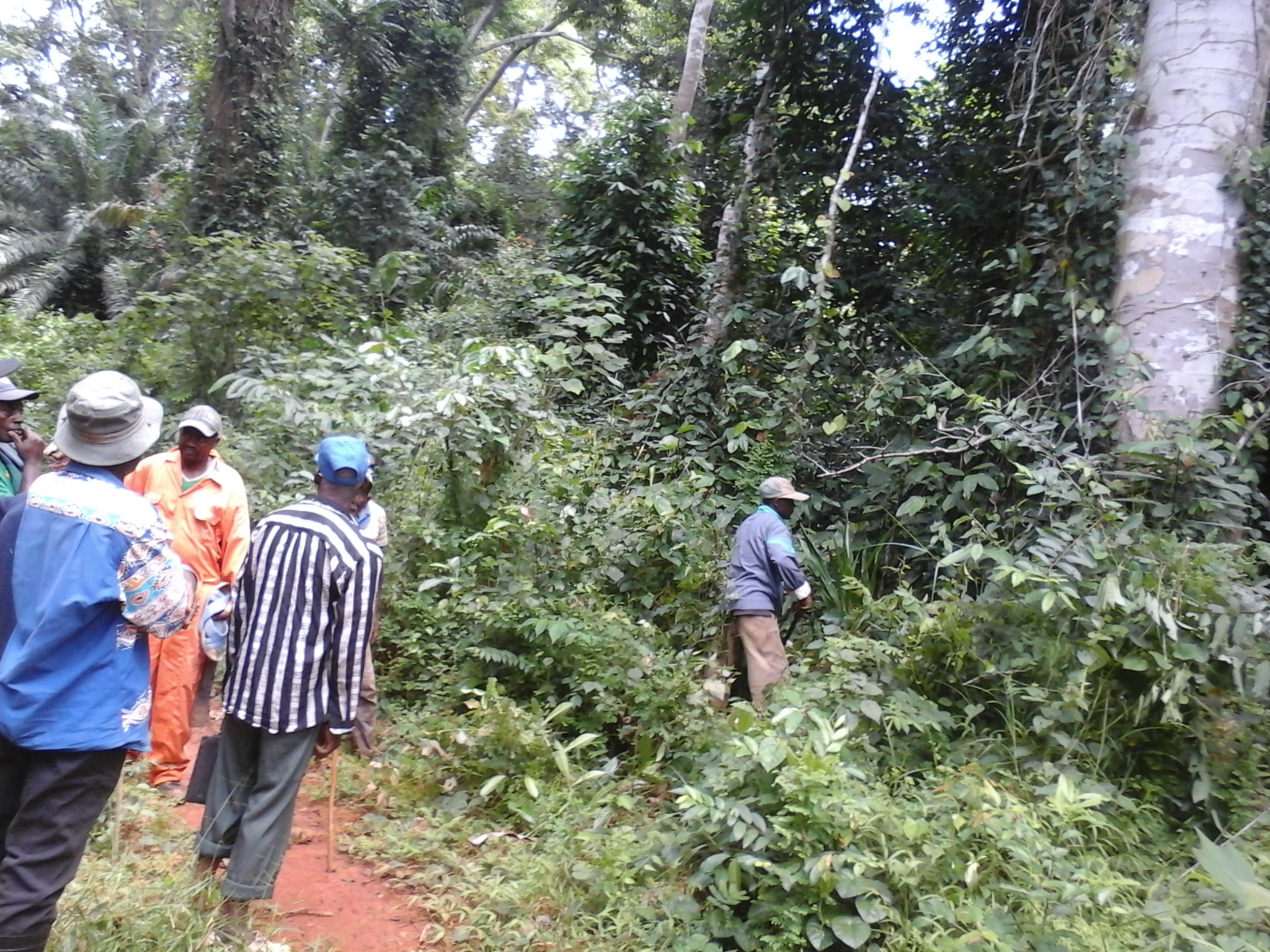 500 hectares de terrain agricole à louer à Mengang/Cameroun 500 hectares de terrain agricole à louer à Mengang/Cameroun
