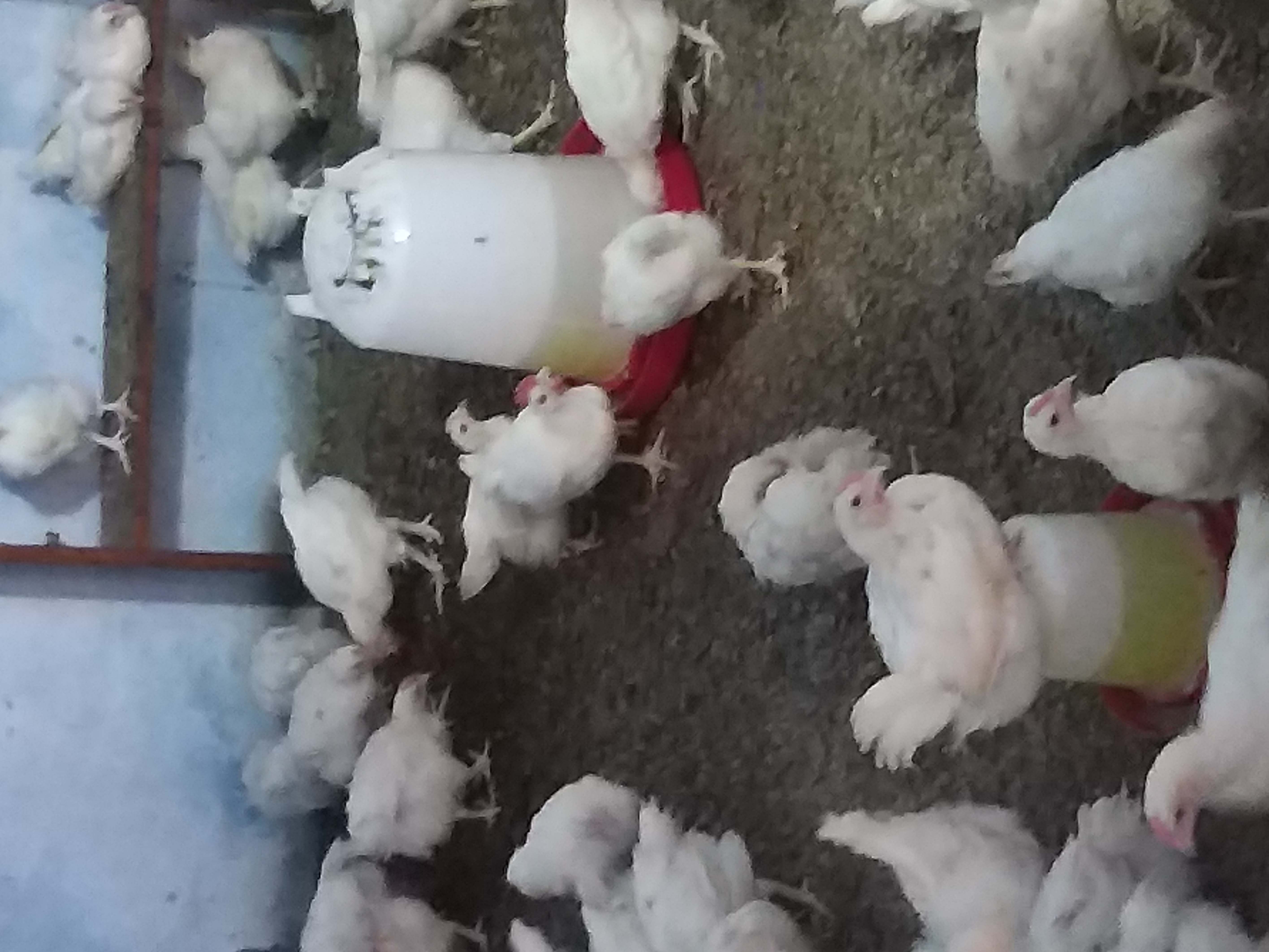 vente des poulets de chair bio et des articles femmes