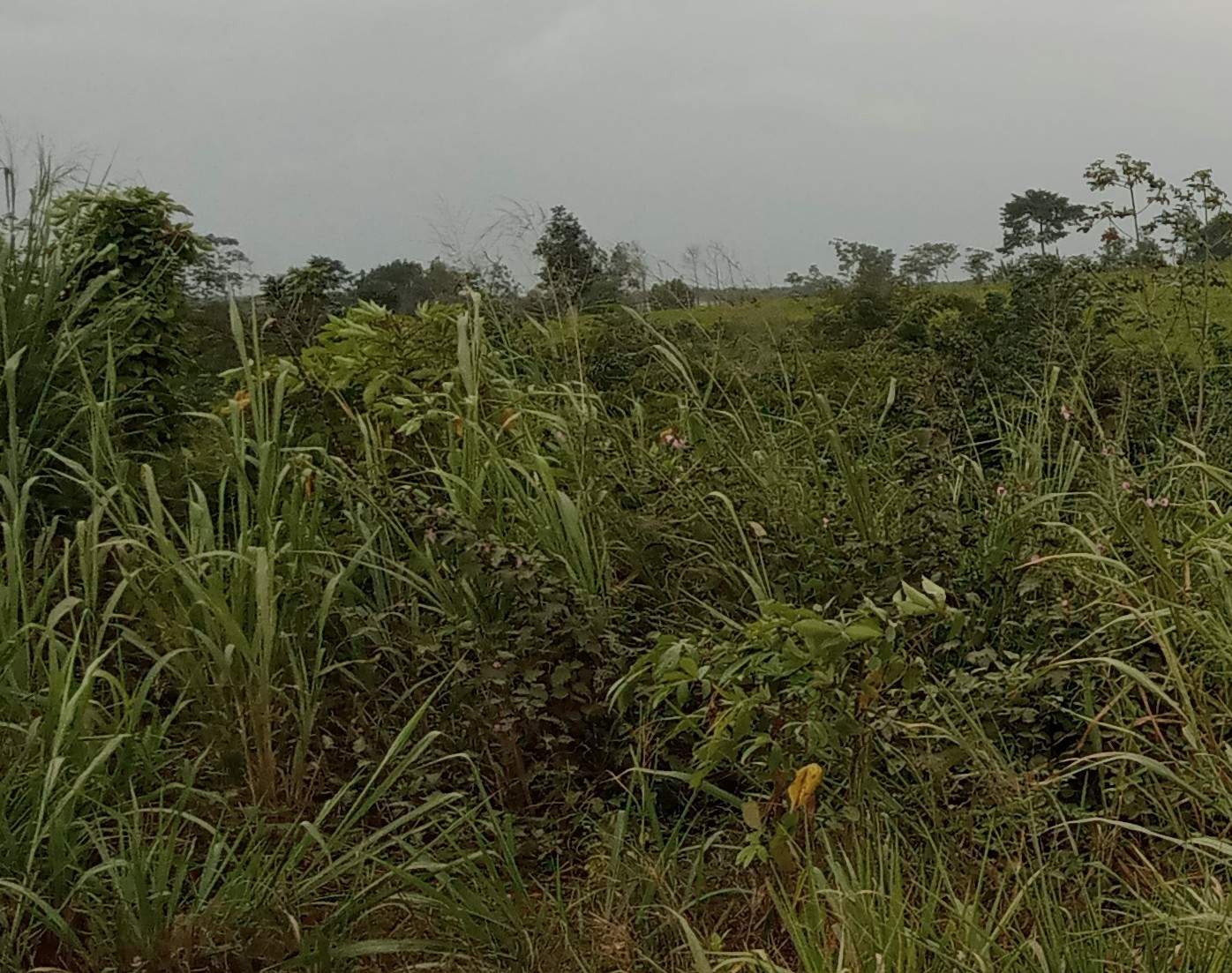Vente d'une parcelle de 15 hectares en bordure de l'autoroute du nord pk40