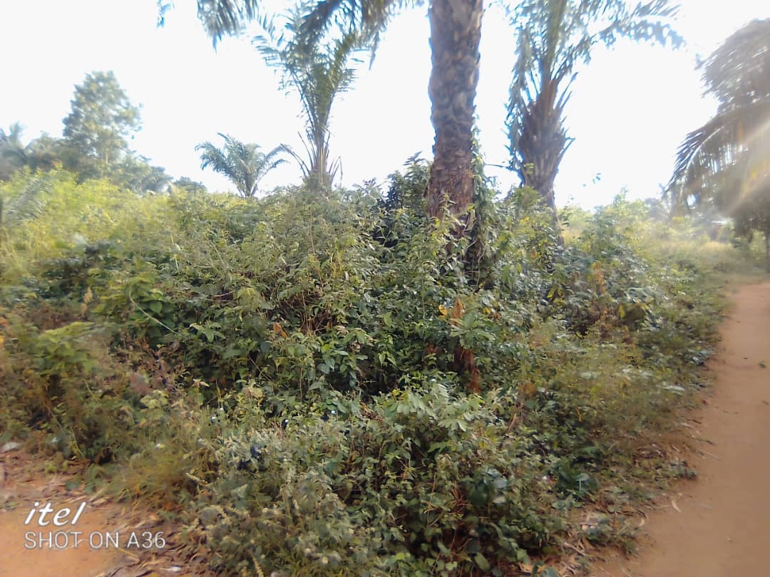 Mis en vente des Terrains