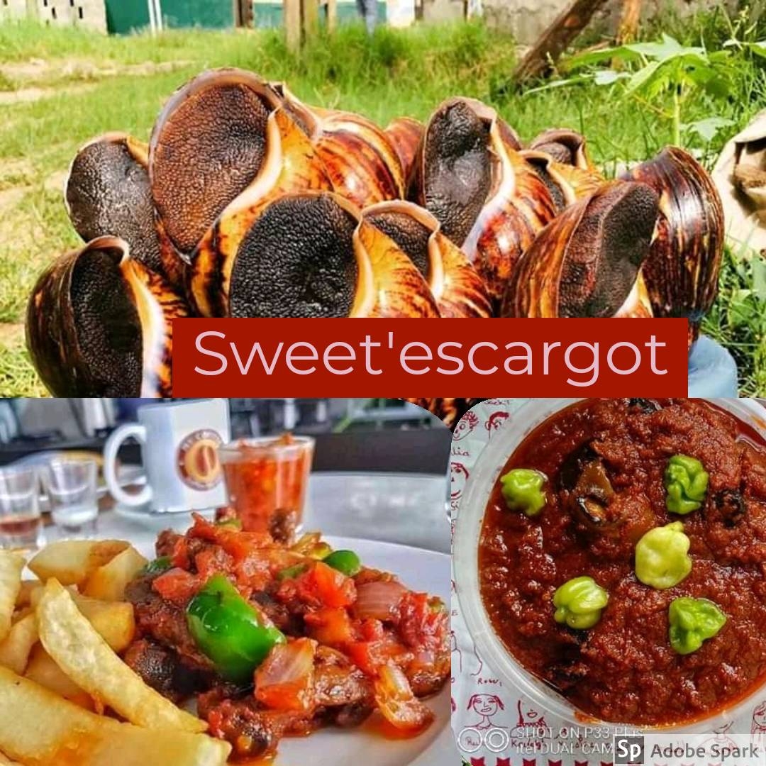 escargots vivants,frit,nettoyés