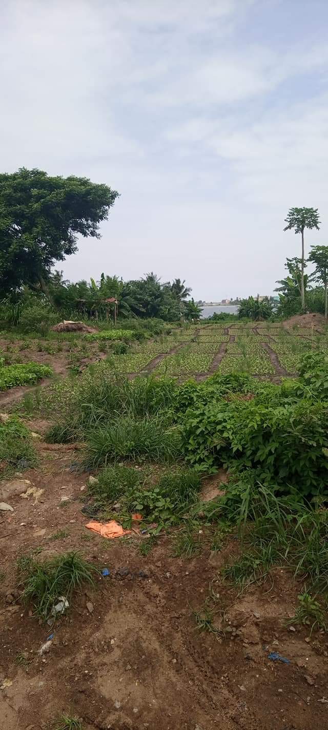 EN VENTE UN BON TERRAIN DE 1.8HA EN  BORDURE DE ROUTE AVEC ACD JUSTE APRÈS LES IMPÔTS DE RIVIERA ABATTA