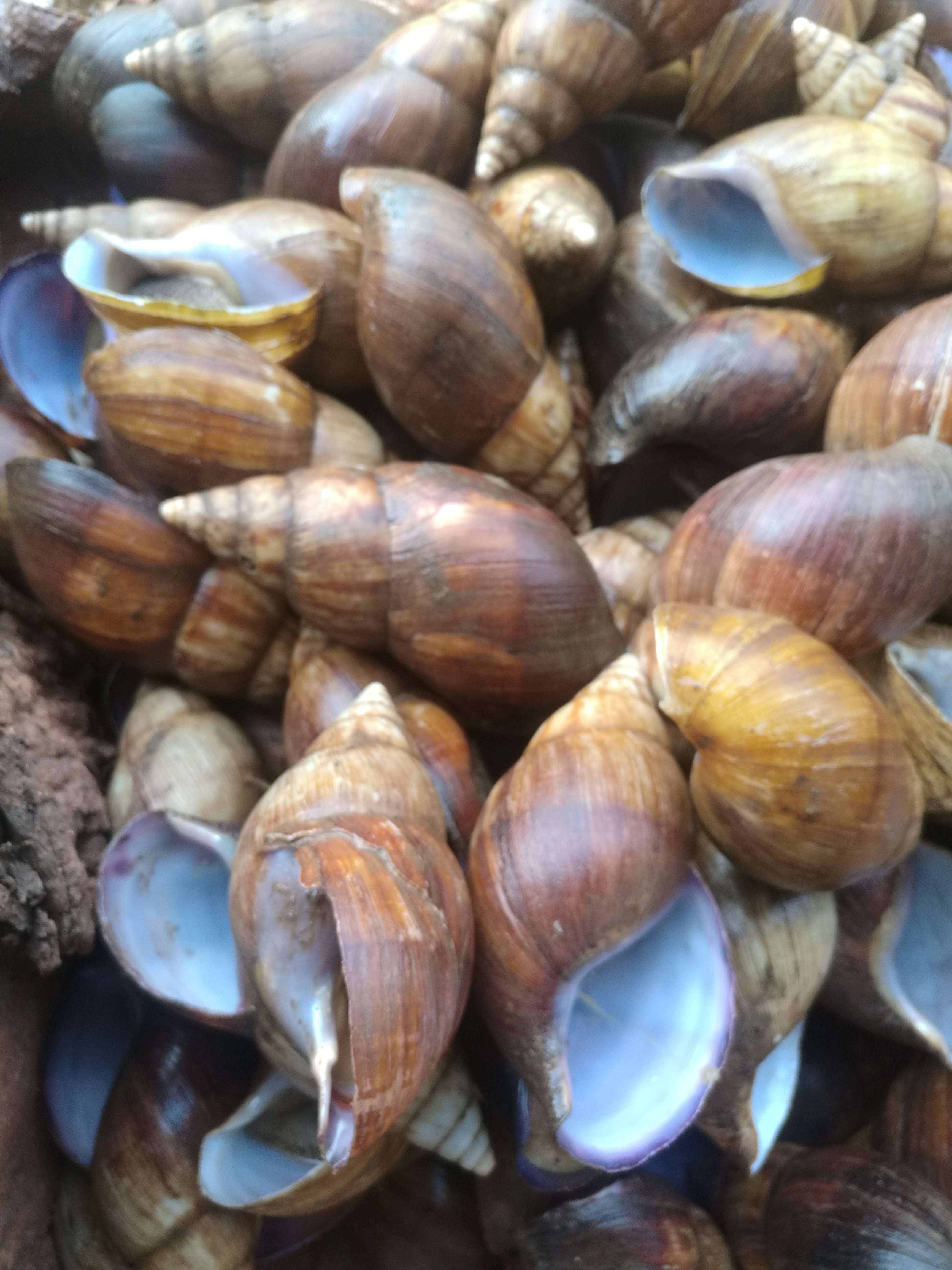 Vente d'escargot nettoyé Vente d'escargot nettoyé