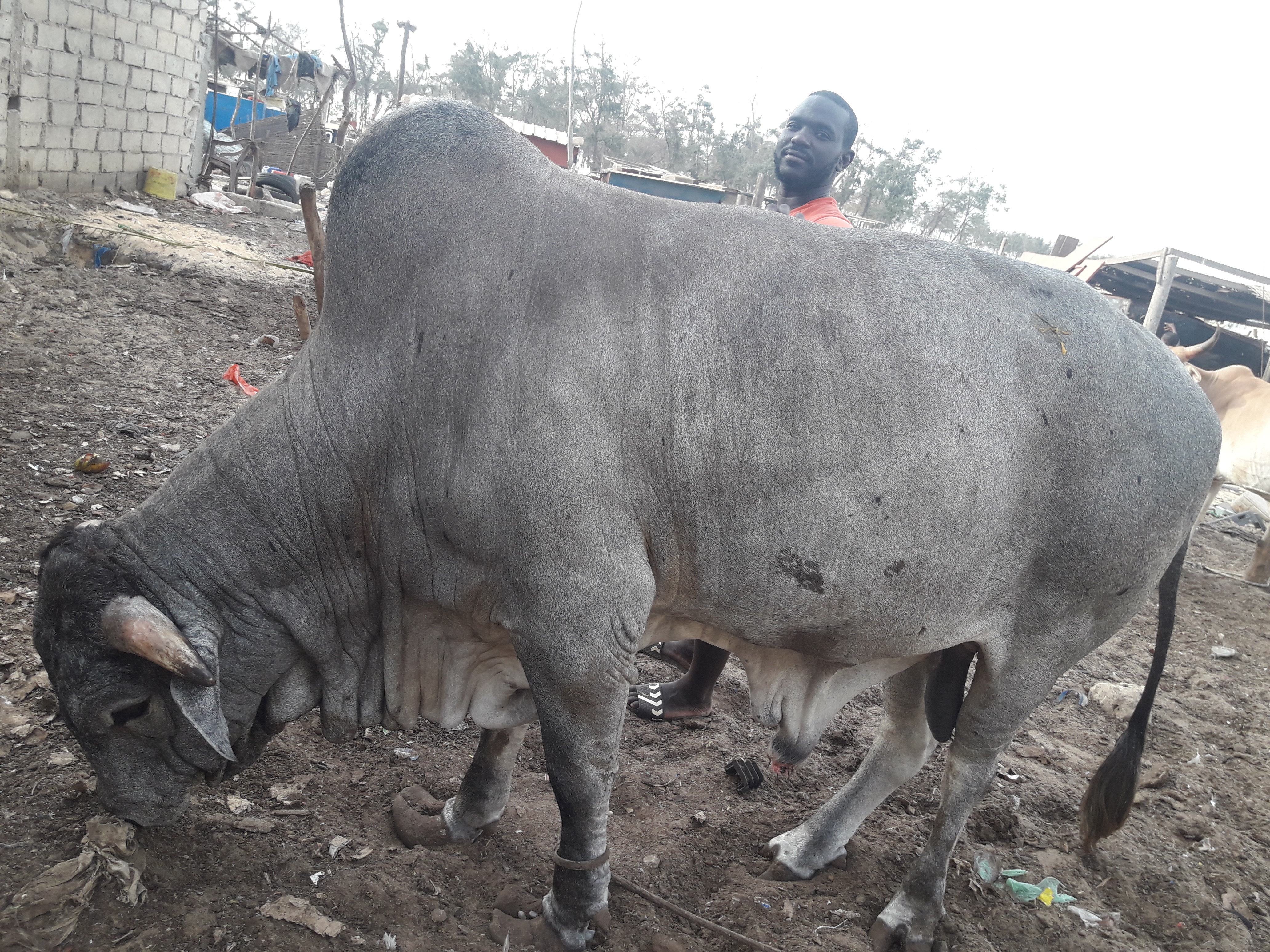 toreau de race nélore