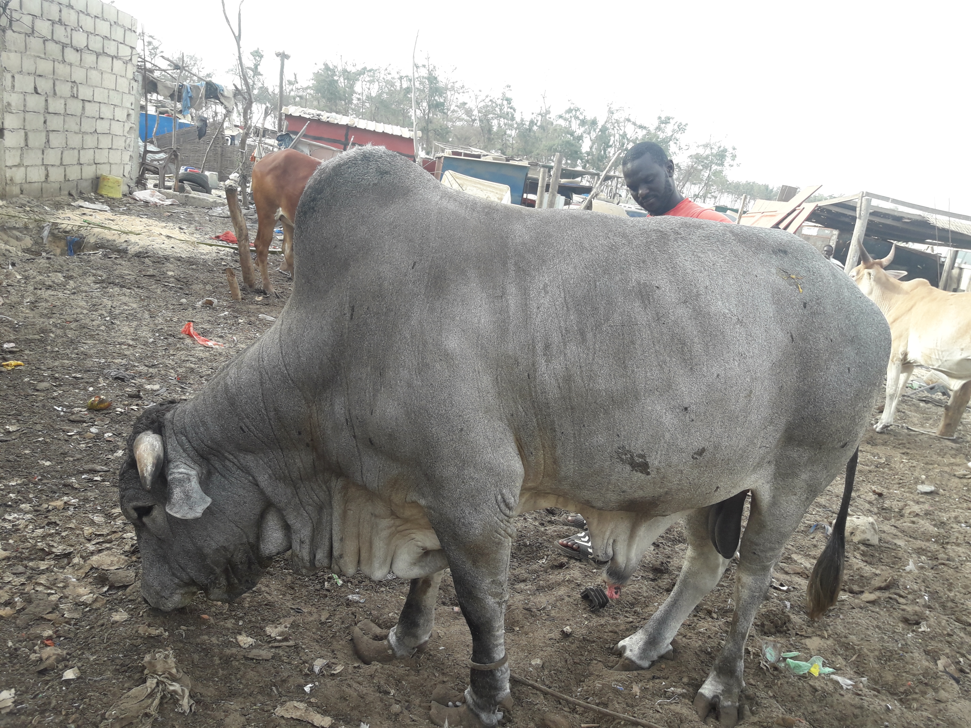 toreau de race nélore