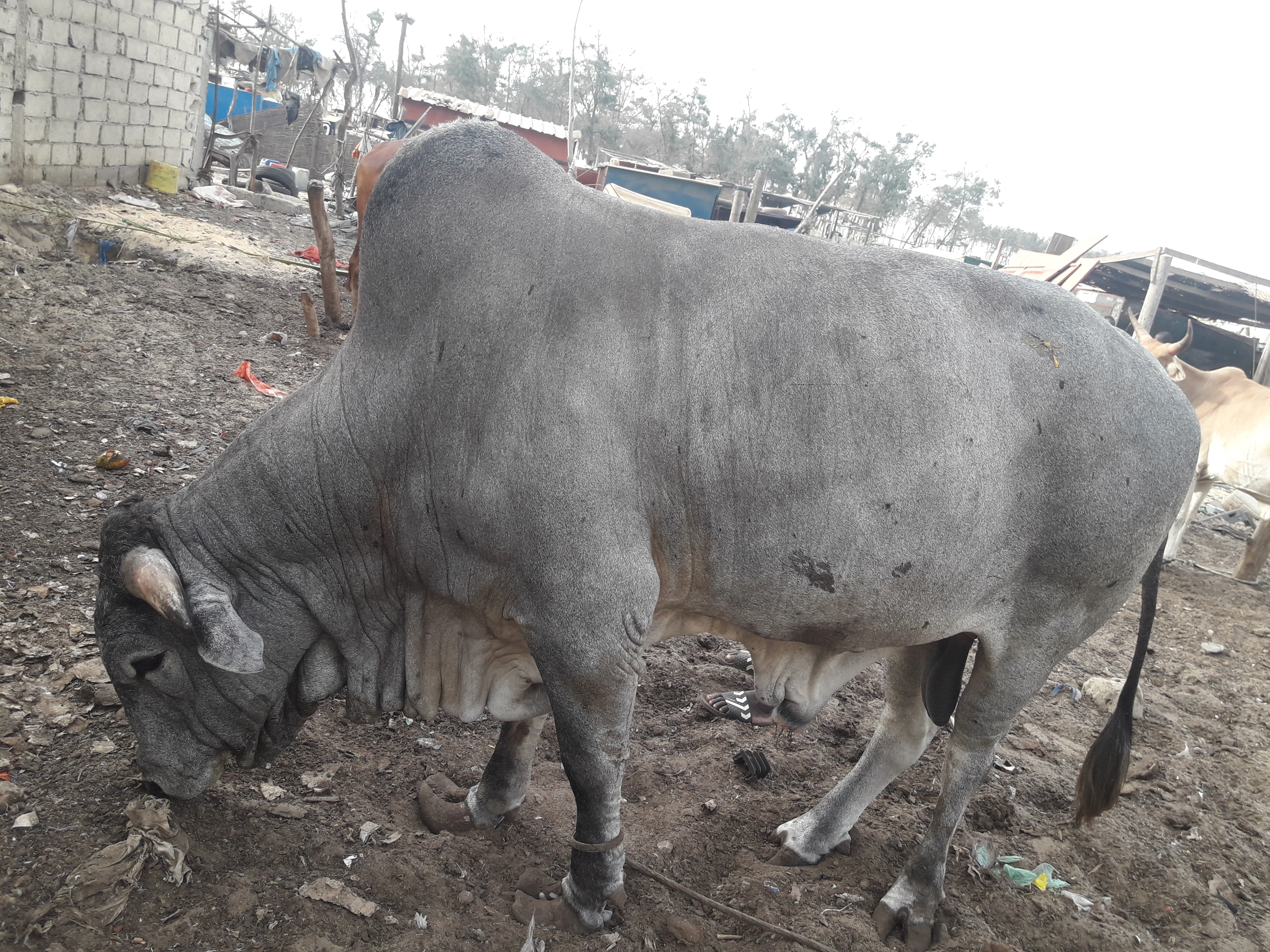 toreau de race nélore