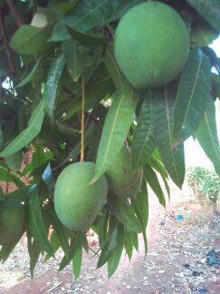 Fruits & légumes séchés