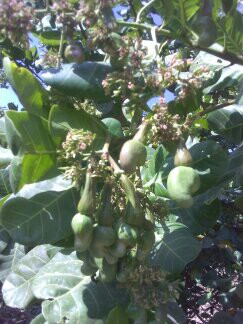 Fruits & légumes séchés Fruits & légumes séchés