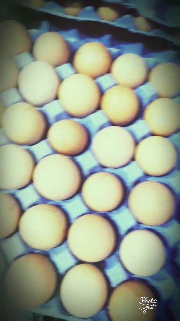 Perroquet - œufs Perroquet - œufs