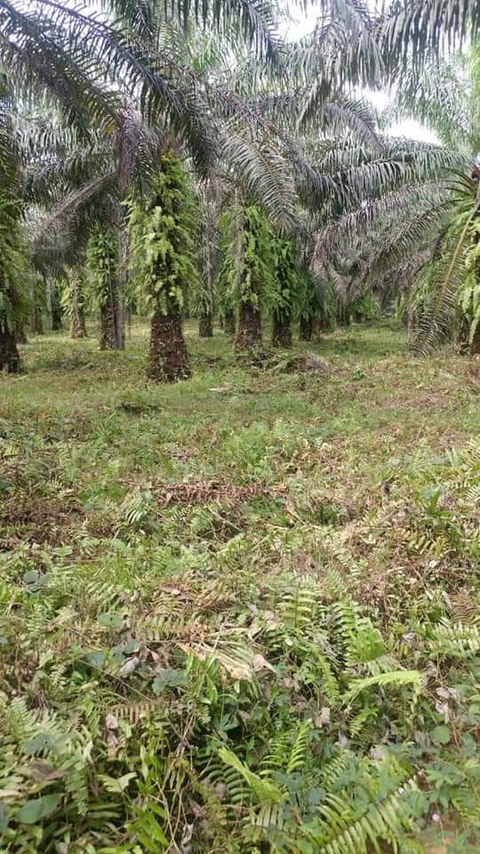 46 HECTARES TERRAIN TITRÉ À VENDRE À EDEA MISSOLÈ 2 À PK31 PAR LA DIBAMBA