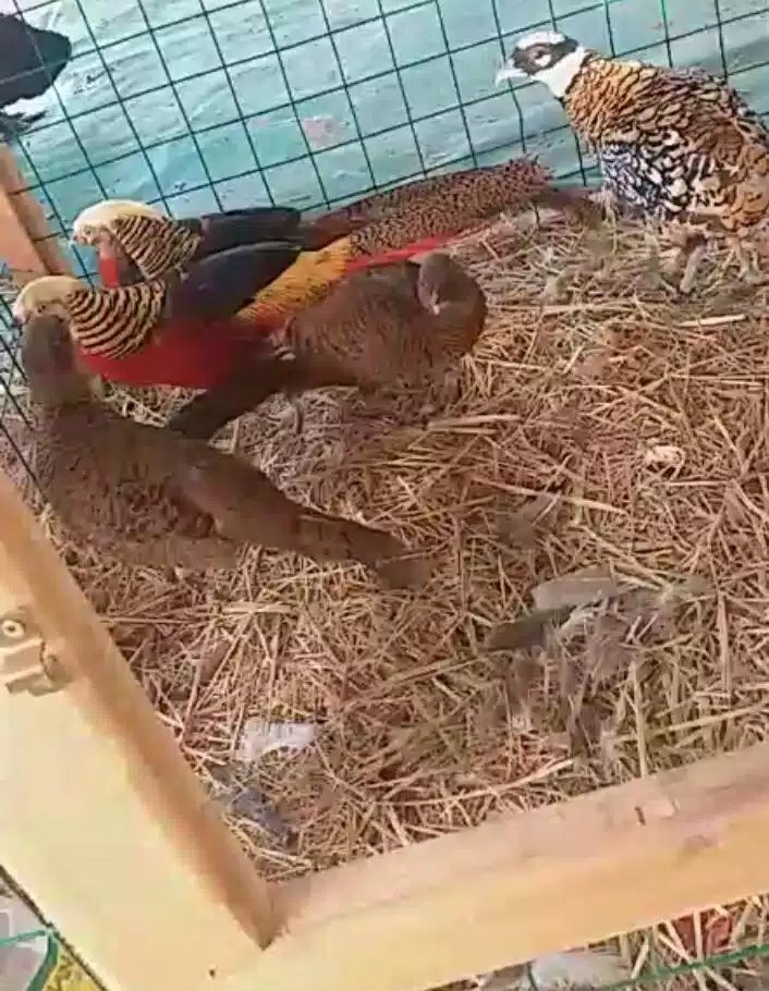 Oiseau - caniche Oiseau - caniche