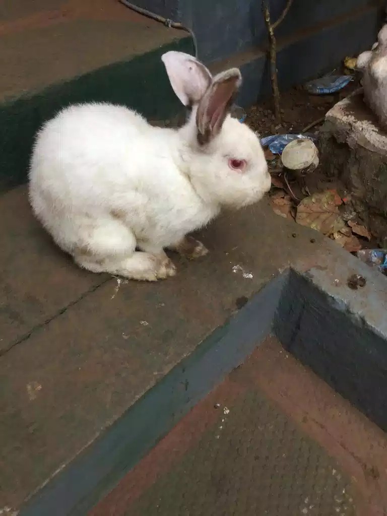 Lapins - oiseaux Lapins - oiseaux