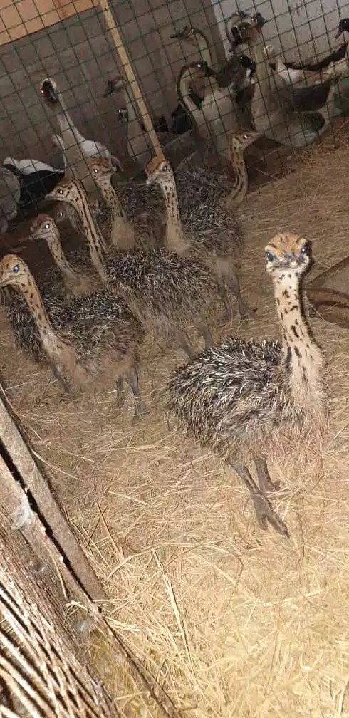 Animaux de Compagnie