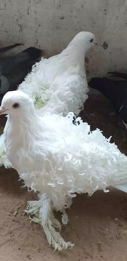 Animaux de Compagnie