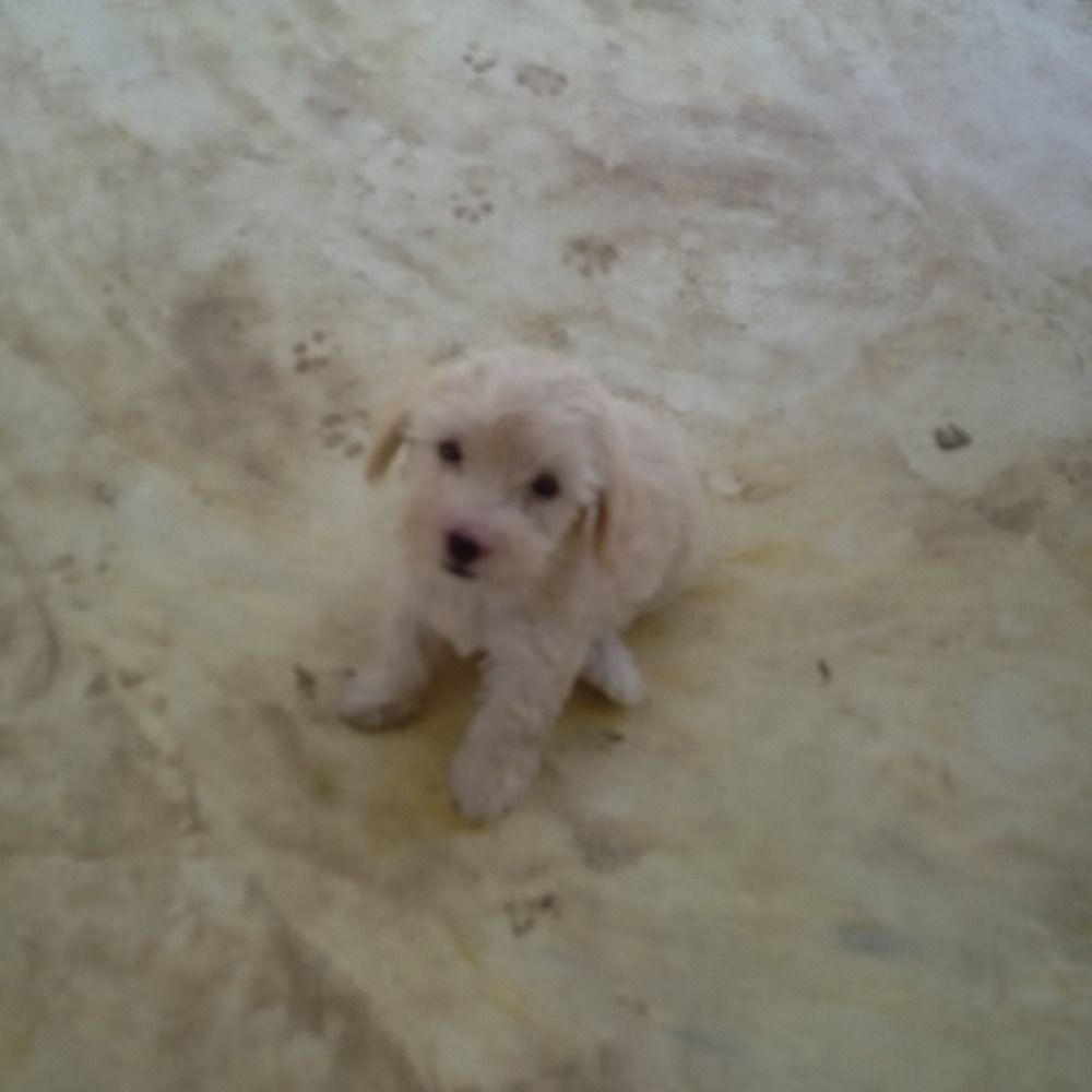 Caniche (chiot) Caniche (chiot)