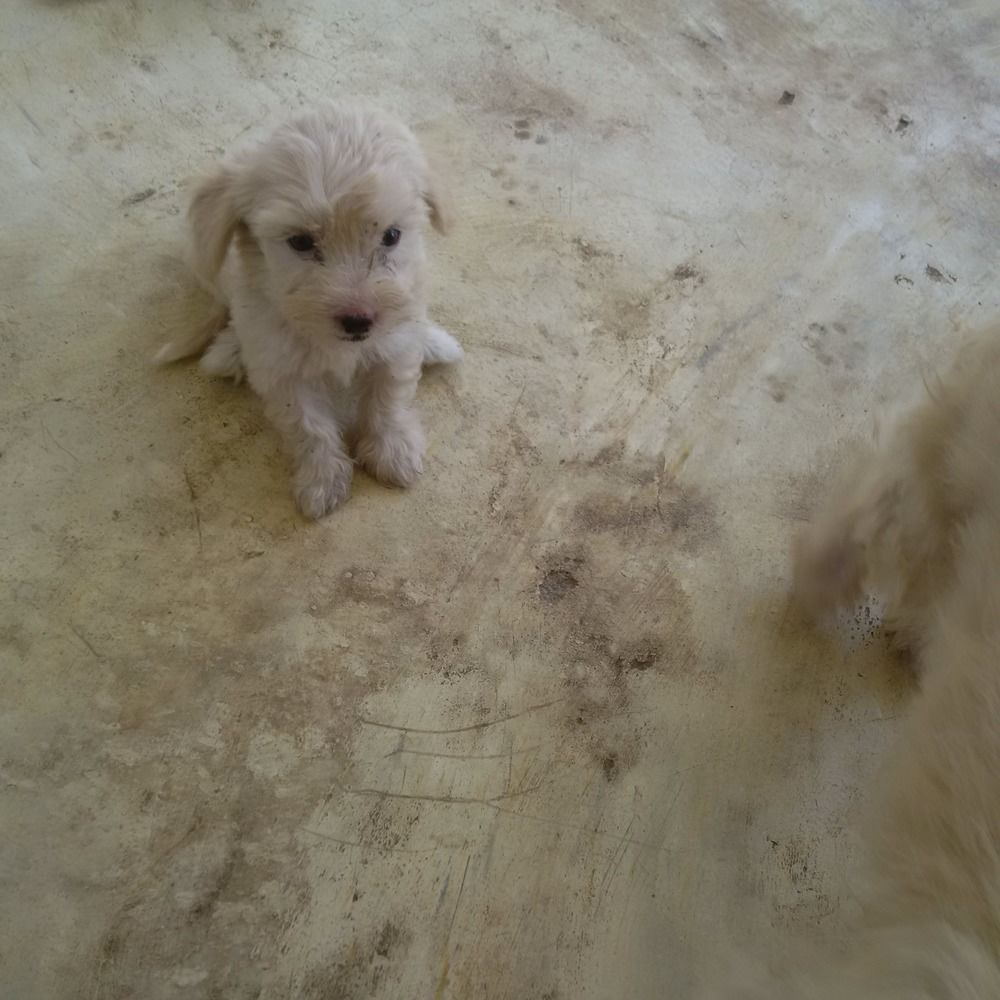 Caniche (chiot) Caniche (chiot)