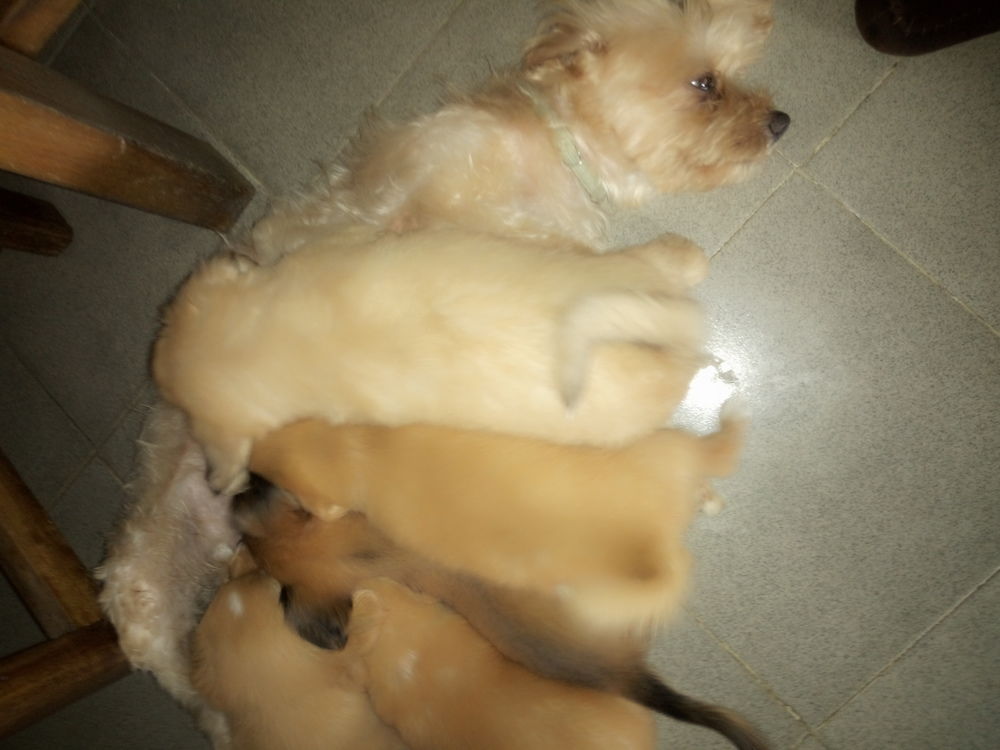 Chiots caniches bichon en vente Chiots caniches bichon en vente