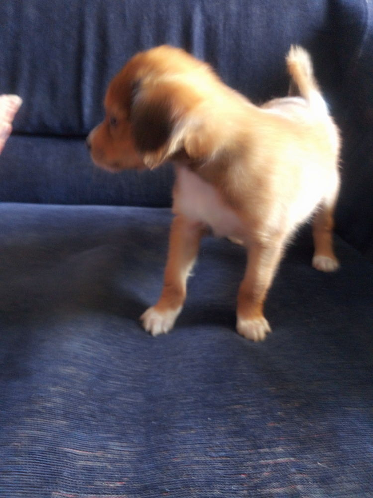 Chiots caniches bichon en vente Chiots caniches bichon en vente