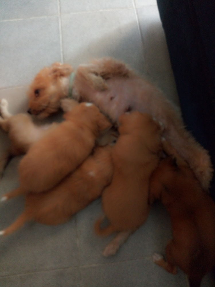 Chiots caniches bichon en vente Chiots caniches bichon en vente