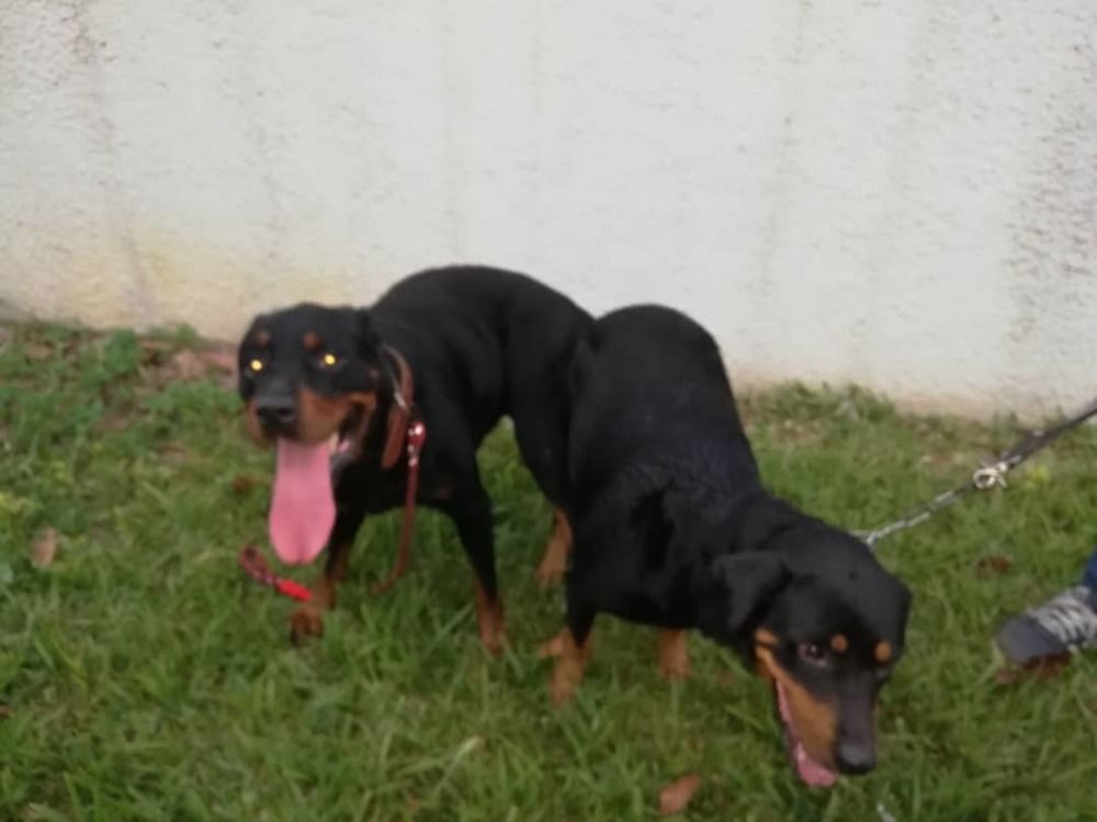 Chiots rottweiler pur sang disponible Chiots rottweiler pur sang disponible