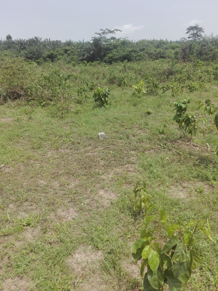 Terrain  500 m² à Alépé