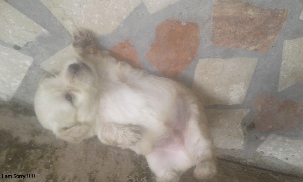 Chiots en vente Chiots en vente
