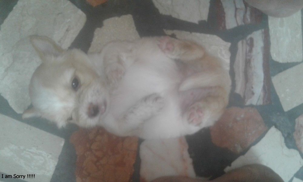 Chiots en vente Chiots en vente