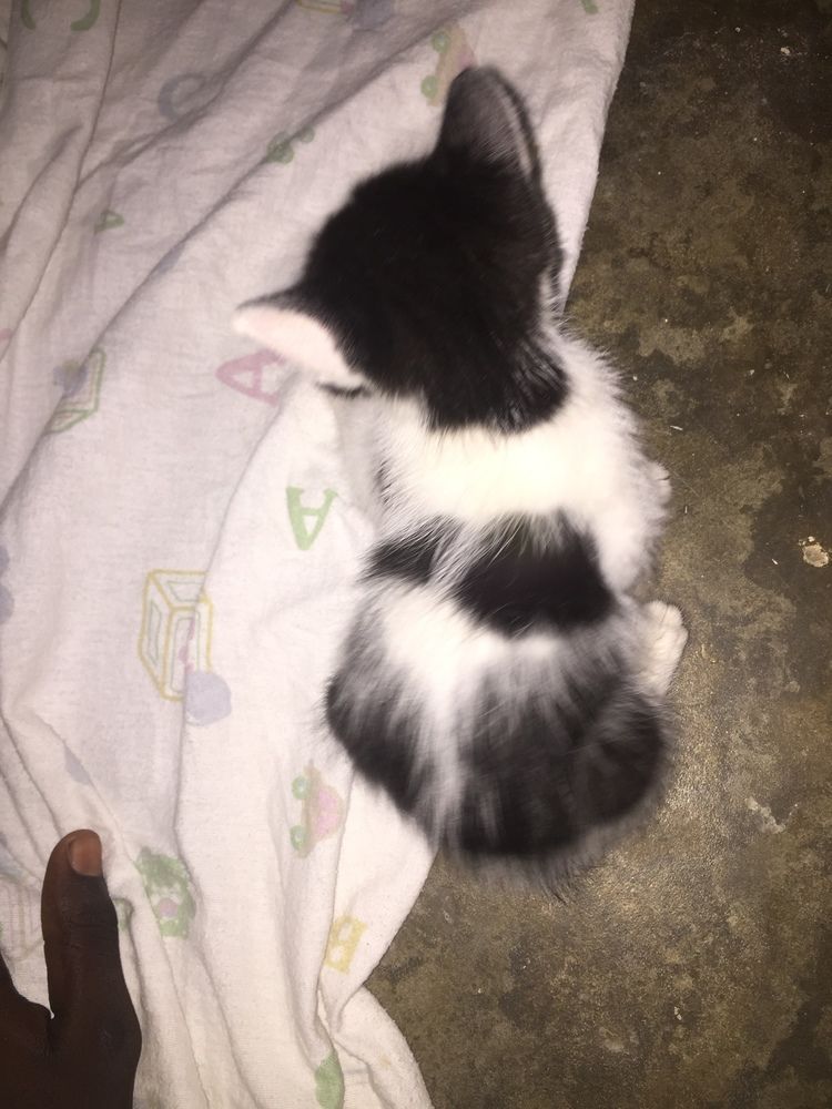 Beaux Chatons Beaux Chatons