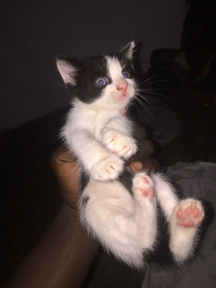 Beaux Chatons Beaux Chatons