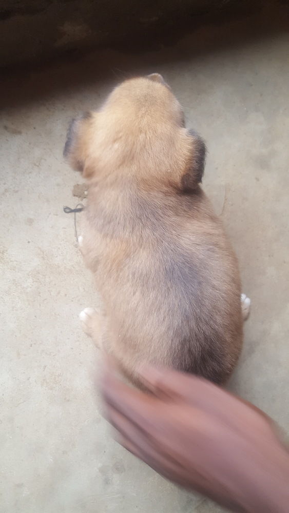 Chiot a vendre métissé Chiot a vendre métissé
